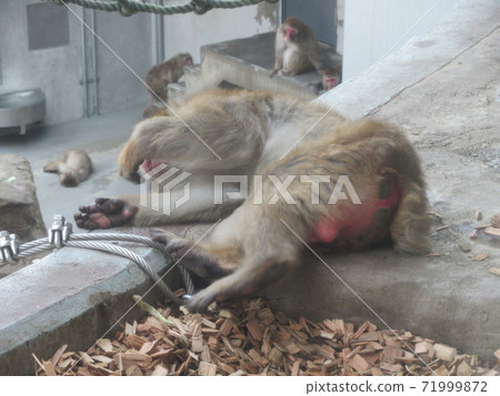 Japanese macaques 71999872