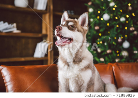 Puppy male Siberian Husky of white beige color in interior living room gets pleasure on red leather sofa against library and Christmas tree in evening. Dog theme and New Year and Christmas holidays 71999929