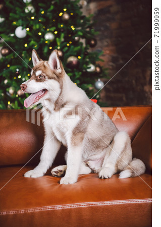 Baest friend, husky dog, puppy having fun in classic interior of luxury housing on eve of new year and Christmas, sitting on brown leather sofa in library. Theme of holidays and family comfort Baest friend, husky dog, puppy having fun in classic interior of luxury housing on eve of new year and Christmas, sitting on brown leather sofa in library. Theme of holidays and family comfort 71999959