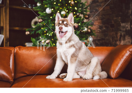 Pet and merry christmas and happy new year concept. Cheerful puppy male husky has fun in living room with large bookshelves, library and sofa in Christmas time evening. Dog home decor new year 71999985