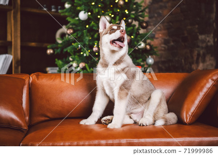 Puppy male Siberian Husky of white beige color in interior living room gets pleasure on red leather sofa against library and Christmas tree in evening. Dog theme and New Year and Christmas holidays Puppy male Siberian Husky of white beige color in interior living room gets pleasure on red leather sofa against library and Christmas tree in evening. Dog theme and New Year and Christmas holidays 71999986