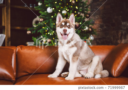 Young cute puppy of Siberian Husky dog breed male playing and relaxing on brown sofa in classic European design room, decorated for New Year holidays. The theme of a dog's life in an apartment 71999987