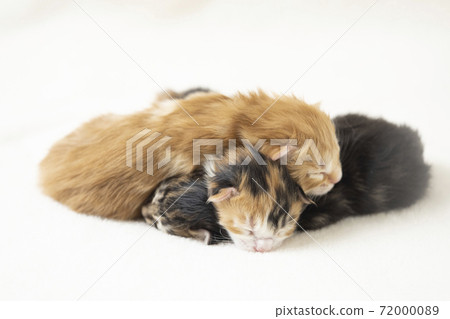 3天大的小貓，彼此睡覺 72000089