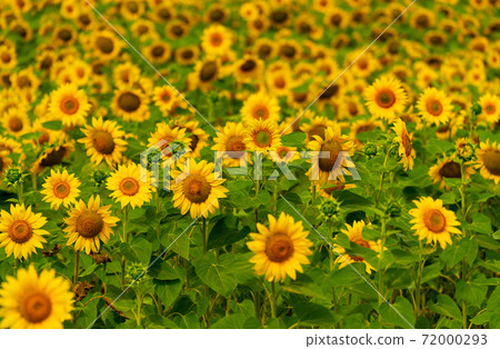 Sunflowers blooming in the field Sunflowers blooming in the field 72000293