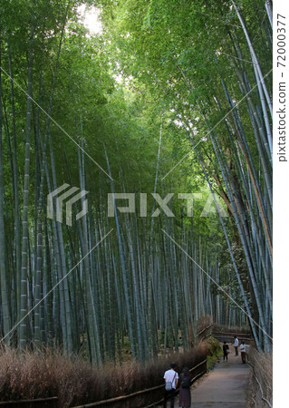 A small diameter of bamboo grove, a tourist attraction in Sagano, Kyoto A small diameter of bamboo grove, a tourist attraction in Sagano, Kyoto 72000377