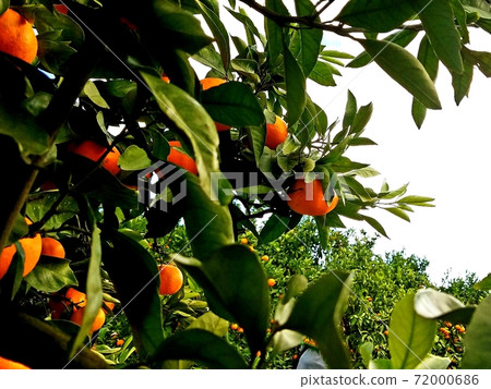 Mandarin orange picking mandarin orange left 72000686