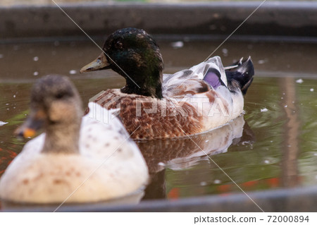 Male and Female Snowy Call Ducks swimming in there little pool Male and Female Snowy Call Ducks swimming in there little pool 72000894