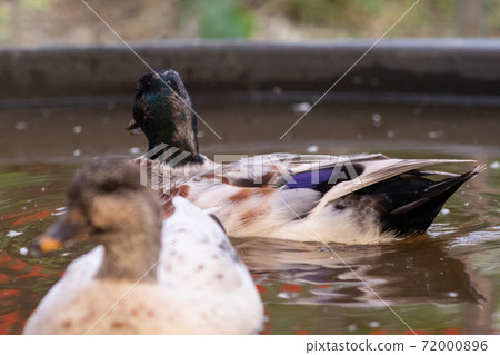 Two Snowy Call Ducks swimming in there little pool Two Snowy Call Ducks swimming in there little pool 72000896