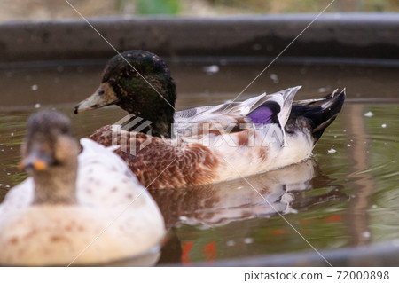 Snowy Call Ducks colorful Male and female Snowy Call Ducks colorful Male and female 72000898