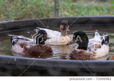 Snowy Call Ducks swimming in there little pool Snowy Call Ducks swimming in there little pool 72000962