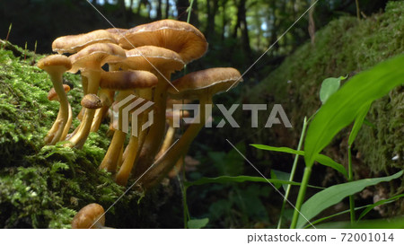 macro photography, detail. false honey mushrooms on a log in the forest macro photography, detail. false honey mushrooms on a log in the forest 72001014