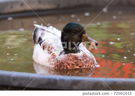 Male Snowy Call Ducks swimming in little pool Male Snowy Call Ducks swimming in little pool 72001015