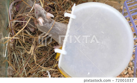 dad mouse falls asleep to mom mouse with newborn mice in hay in a cage. 72001037