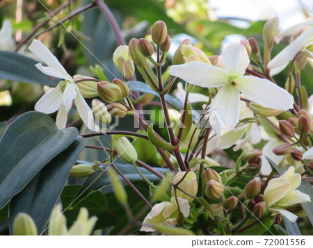 Winter blooming clematis flowers and buds Winter blooming clematis flowers and buds 72001556