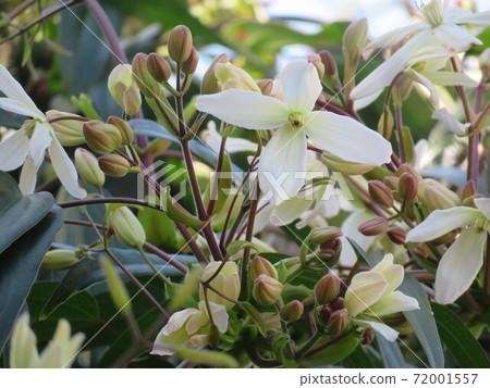 Winter blooming clematis flowers and buds 72001557