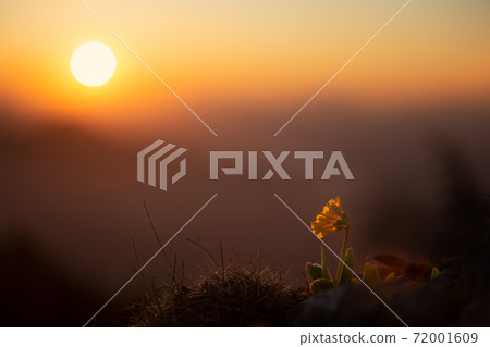 Primrose flower at sunrise Primrose flower at sunrise 72001609