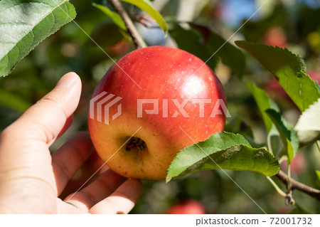 蘋果採摘的蘋果已經到了秋天的季節蘋果陽光(十月)男性的手 蘋果採摘的蘋果已經到了秋天的季節蘋果陽光(十月)男性的手 72001732
