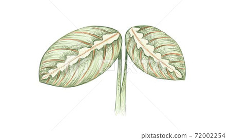 Illustration of Calathea Makoyana or Peacock Plant 72002254