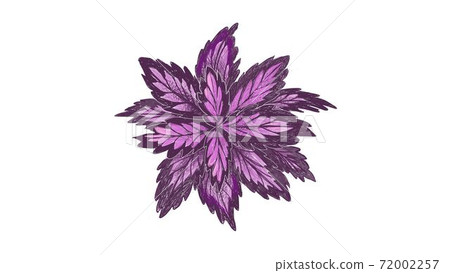 Illustration of Coleus or Painted Nettle Plants Illustration of Coleus or Painted Nettle Plants 72002257