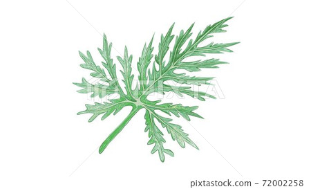 Illustration of Fresh Green Lacy Tree Philodendron Plant Illustration of Fresh Green Lacy Tree Philodendron Plant 72002258