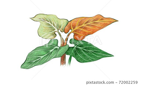 Illustration of Beautiful Elephant Ear or Philodendron Plant Illustration of Beautiful Elephant Ear or Philodendron Plant 72002259