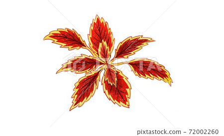 Illustration of Coleus or Painted Nettle Plants Illustration of Coleus or Painted Nettle Plants 72002260