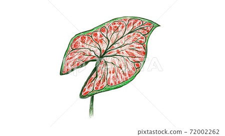 Illustration of Caladium, Elephant Ear or Colocasia Plants Illustration of Caladium, Elephant Ear or Colocasia Plants 72002262