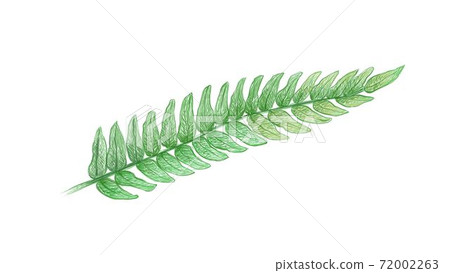 Illustration of Tassle Ferns on White Background 72002263