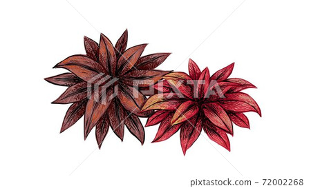 Illustration of Cordyline Fruticos Plant with Purple Leaves Illustration of Cordyline Fruticos Plant with Purple Leaves 72002268