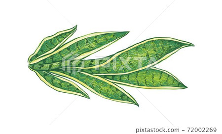 Illustration of Dracaena Trifasciata Plant on White Background 72002269