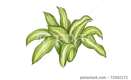 Illustration of Dracaena Fragrans Plant on White Background 72002272