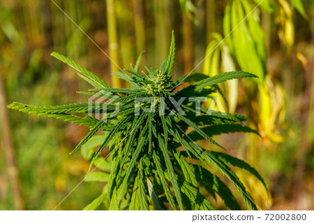 Green cannabis (marijuana) plant in a field 72002800