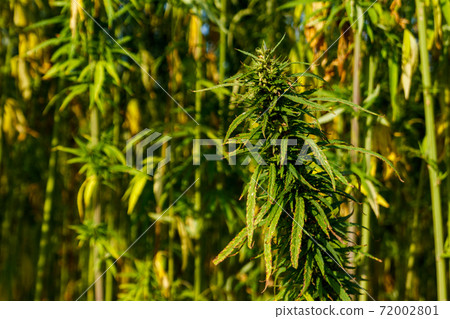 Green cannabis (marijuana) plant in a field 72002801