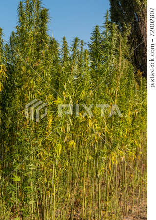 Field of green cannabis (marijuana) plants Field of green cannabis (marijuana) plants 72002802
