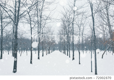 Winter alley in the park. Winter alley in the park. 72002870
