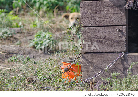 doghouse with old bowl chain and dog in the background 72002876