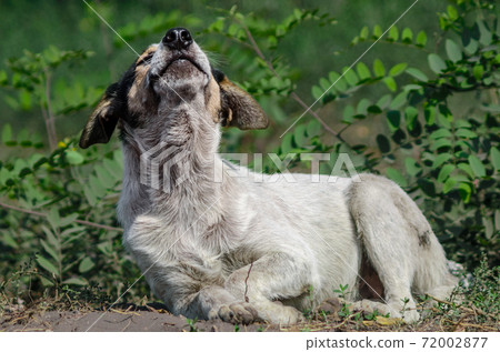 mongrel dirty dog basking in the sun against the background of bushes 72002877