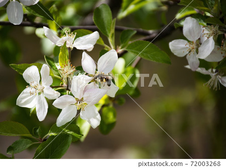 bee drinks nectar from an apple blossom 72003268