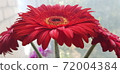 Three magnificent gerberas 72004384