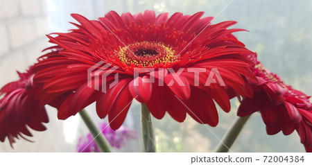Three magnificent gerberas 72004384