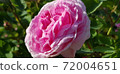 Wild rose flower 72004651