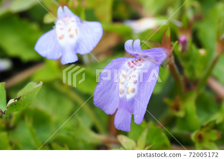 Murasakagigoke的花朵 Murasakagigoke的花朵 72005172