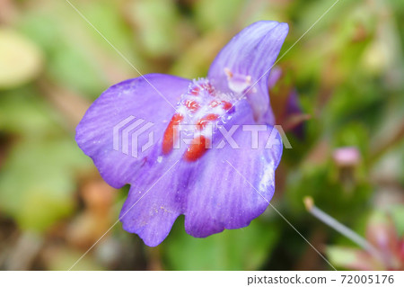Murasakagigoke的花朵 Murasakagigoke的花朵 72005176