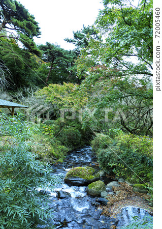 Atami Plum Garden's autumn leaves, which is the only place in Japan where you can see the autumn leaves and plum blossoms Atami Plum Garden's autumn leaves, which is the only place in Japan where you can see the autumn leaves and plum blossoms 72005460