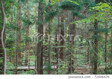 Forest image Forest image 72006476
