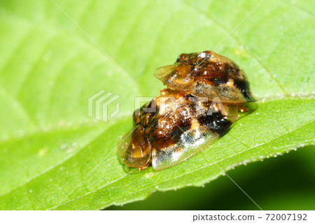 Thlaspida cribrosa (during mating) 72007192