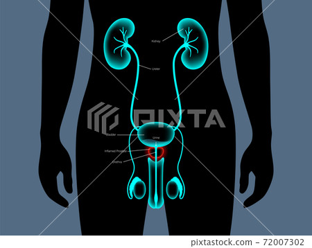 Normal bones concept 72007302