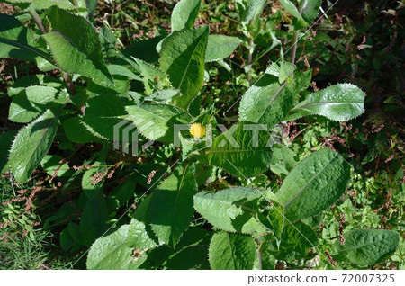 花葉滇苦菜 花葉滇苦菜 72007325