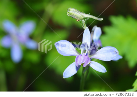 檸檬植物群花 檸檬植物群花 72007338