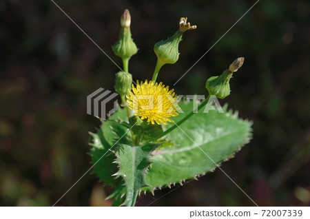 花葉滇苦菜 72007339